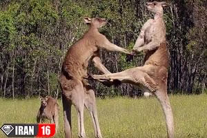 فصل جفتگیری کانگورو