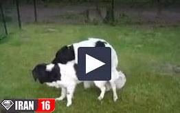 فیلم تولید مثل سگ ها