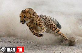 فیلم خیز سرعتی چیتا برای شکار آنتلوپ