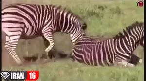 فیلم لورفته از زایمان گورخر بدون سانسور +18