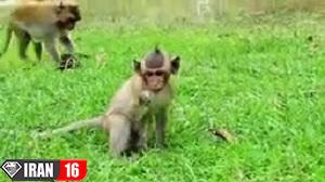 مستند حیات وحش 1398