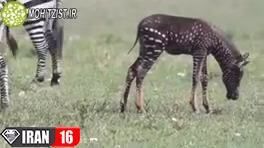 گورخر خال خالی