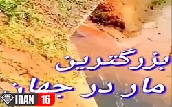 بزرگترین مار در جهان که شما را شگفت زده خواهد کرد!