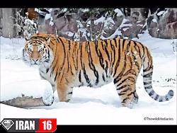 ببر سیبری قدرت بلا منازع جنگل