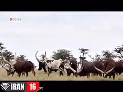 حیوانات عجیبی که تا به حال ندیده اید