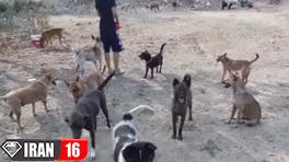 وحشی ترین و خطرناک ترین نژادهای سگ