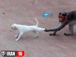 بازی میمون با سگ