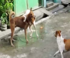 مبارزه سگ های نر خیابانی برای جفت گیری با سگ ماده