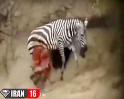 شکار  وحشیانه  تمساح  گورخر  حیات وحش