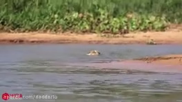 شکار تمساح توسط جگوار وحشی