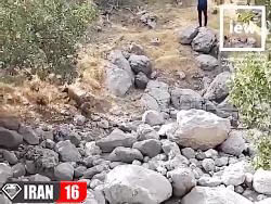 رهاسازی دو توله خرس قهوه ای در اندیکا