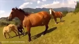 حیات وحش ,حيوانات ,کلیپ های حیوانات ,حیوانات وحشی ,حمله حیوانات ,جنگ و نبرد حیوانات