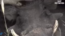 شکار حیوانات وحشی در حیات وحش