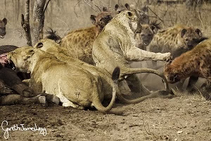 شکار و نبرد حیوانات وحشی (خونین و خفن)