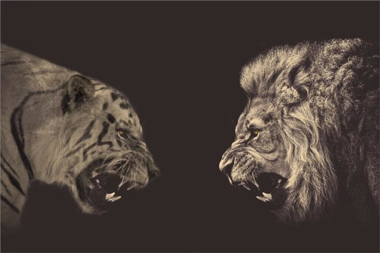 Free-Shipping-font-b-Lion-b-font-VS-Tiger-font-b-Poster-b-font-Bedroom-Home-1