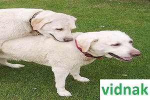 زمان مناسب جهت جفت گیری سگ ها + ویدیو مبارزه