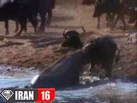 سمفونی وحشت در حیات وحش