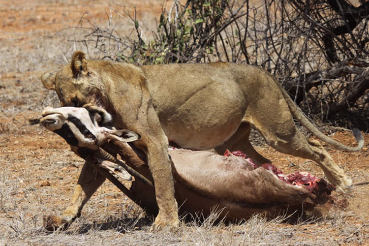ewaso.kofafeth-oryx-Afrique-Horizons