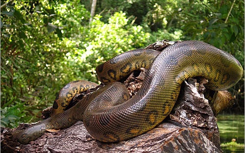 بزرگترین مار دنیا بزرگترین جونده دنیا را می خورد