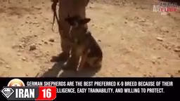 بهترین نژادهای سگ پلیس