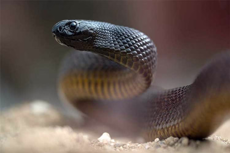 تایپان؛ سمی‌ترین مار خشکی بومی استرالیا | فیلم