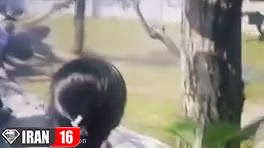 ترسناک ترین حمله حیوانات وحشی به انسان