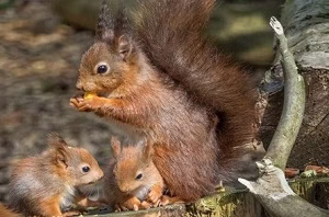 تولید مثل سنجاب