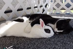 جفت گيري خرگوش با گربه