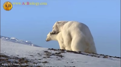 جفت گیری خرس قطبی در فصل زمستان در حیات وحش