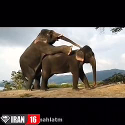 جفت گیری در فیل ها