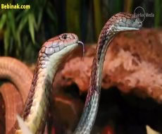 جفتگیری مارها