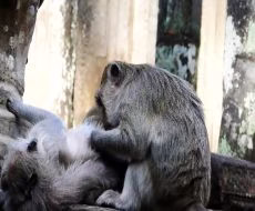 جفتگیری میمون ها