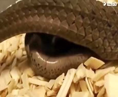 جفتگیری و زایمان مارها