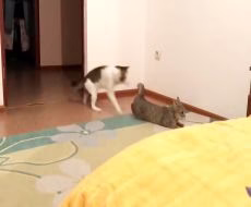 جفتگیری گربه