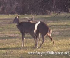 جفتگیری گوزن