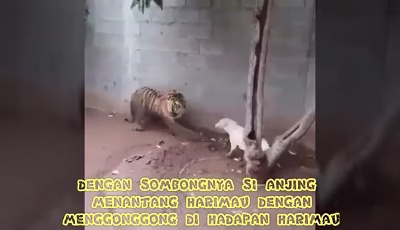 جنگ خونین بین ببر با سگ در حیات وحش