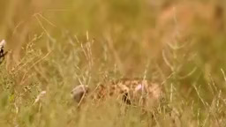 حملات وحشیانه حیوانات وحشی