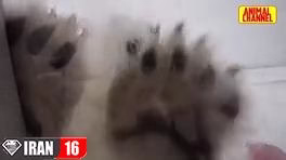 حمله حيوانات وحشي به انسان ها