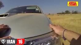 حمله حیوانات وحشی به وسایل نقلیه و انسانها