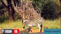 حمله حیوانات وحشی