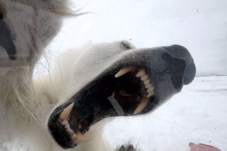 حمله خرس قطبی به فیلمبردار حیات‌وحش فیلم