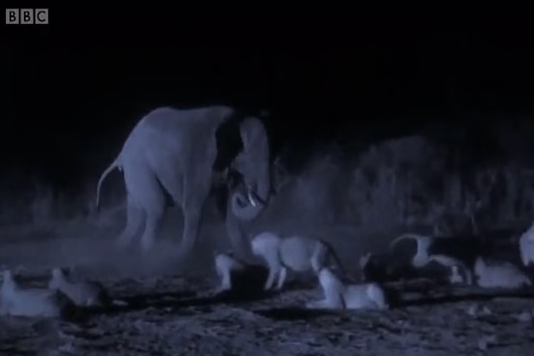 حمله شبانه ۳۰ شیر گرسنه به گله فیل‌ها و شکار یک گوساله فیلم