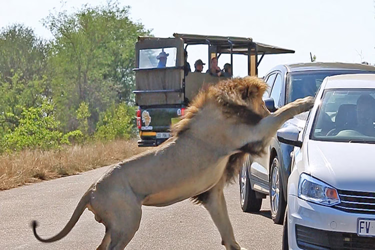 حمله شیر نر به خودروی گردشگران | فیلم