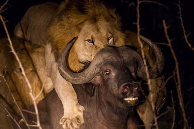 حمله شیرهای نر گرسنه به گله بوفالوها فیلم