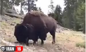 حمله ناگهاني و وحشتناك بوفالو به دختر بچه