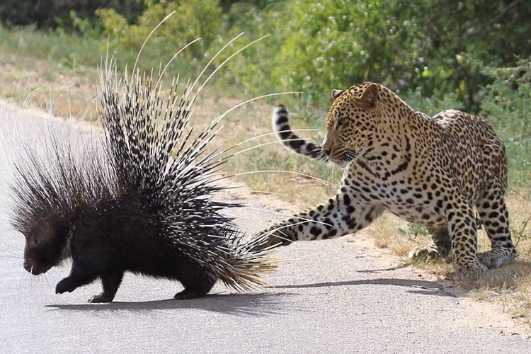 حمله پلنگ به خارپشت