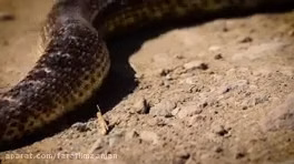 حیات وحش ایران، گوند مار Rat Snake