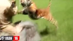 حمله وحشتناک ببر به انسان و حیوانات در حیات وحش