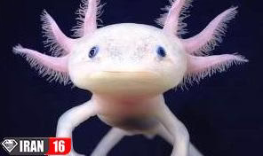 حیوانات عجیب