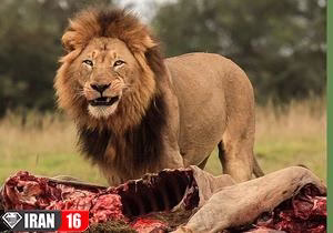 دریده شدن یک انسان توسط شیر ماده